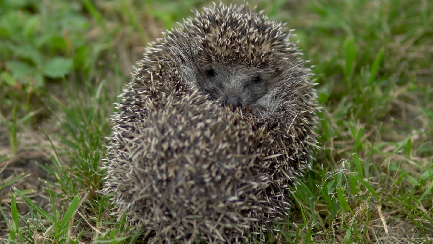 Der Igel in Gefahr - Wie können wir den stacheligen Insektenfresser schützen?