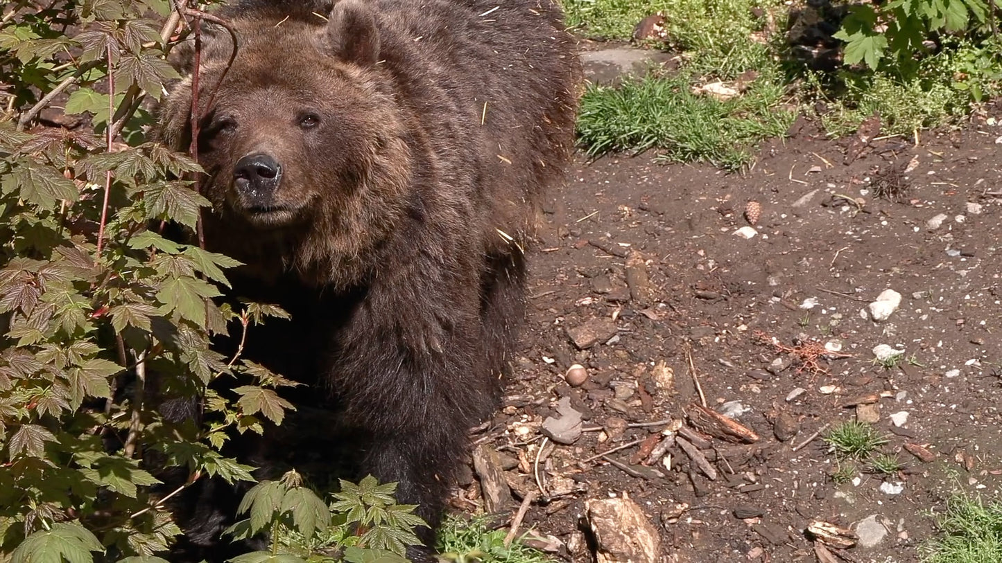 Große Beutegreifer im Außerfern