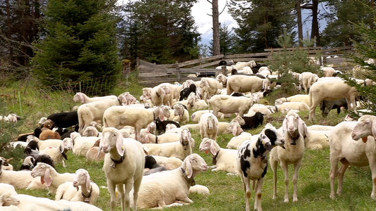 Große Beutegreifer im Außerfern