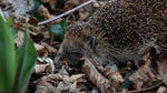 Der Igel in Gefahr - Wie können wir den stacheligen Insektenfresser schützen?